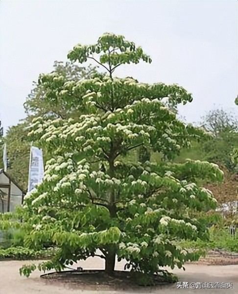 种树植树节,植树节种树的过程