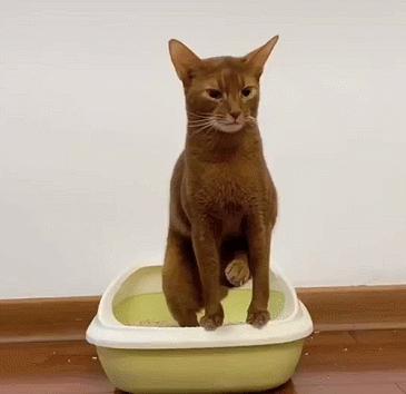 猫咪口臭的原因及治疗方法,猫咪口臭怎么办3大原因分析