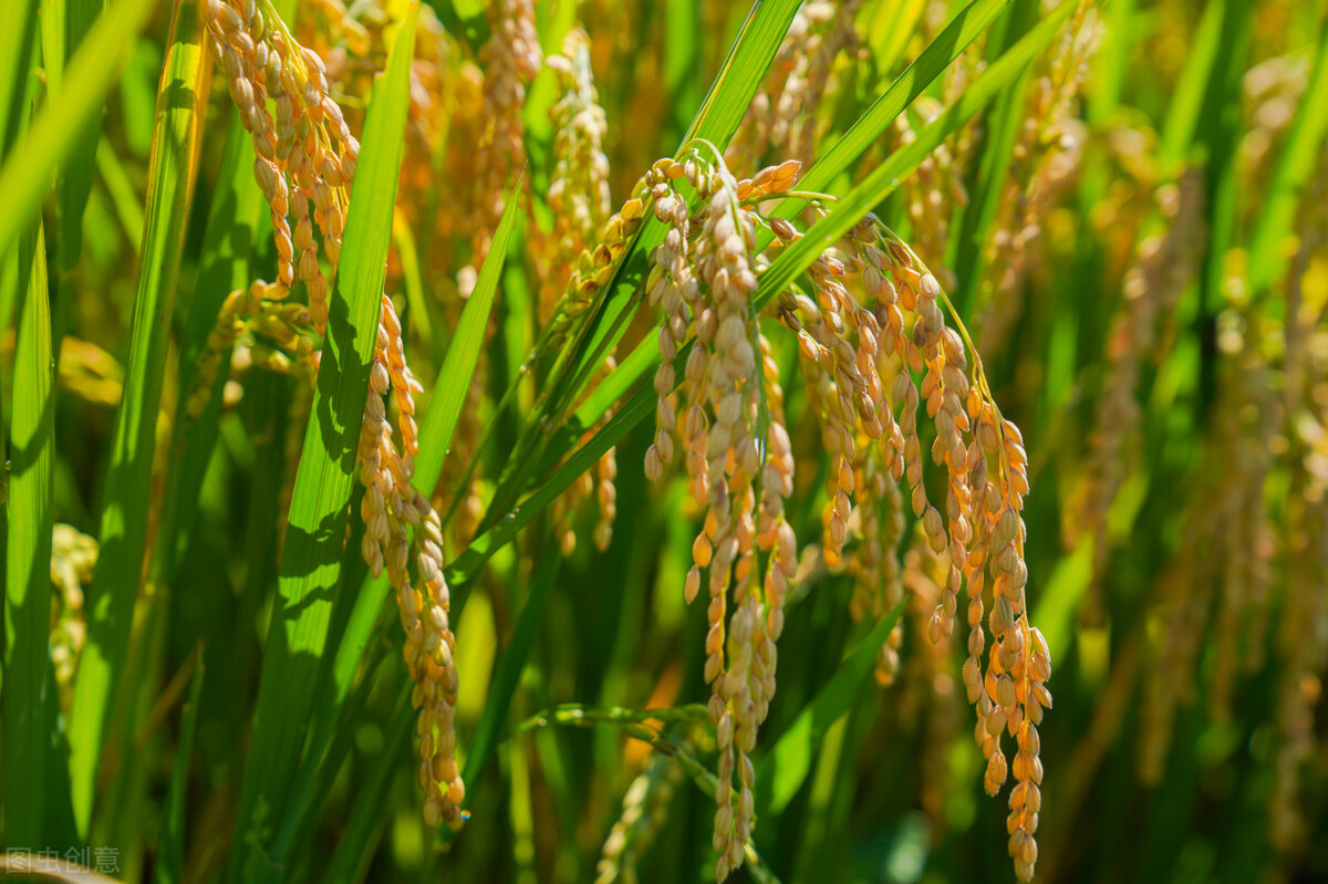 袁隆平被誉为杂交水稻育种专家,李必湖与袁隆平一起采访