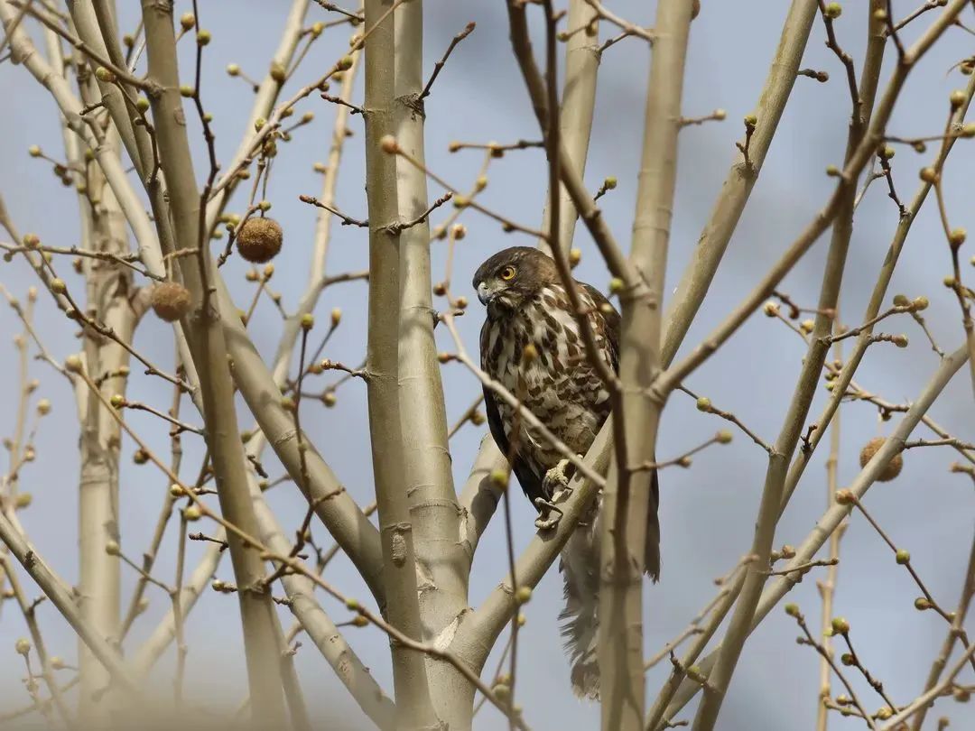 师大寻鸟记，这些小可爱，你都见过吗？