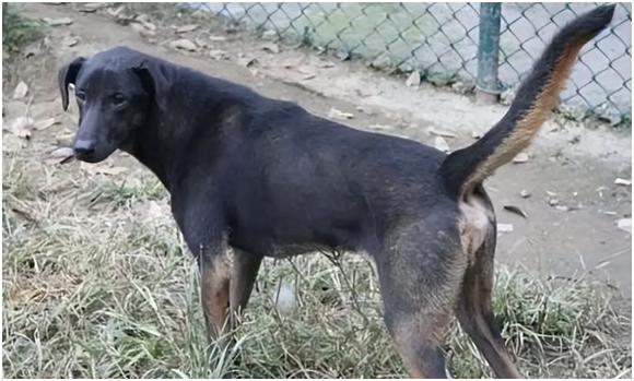 大型狼群围攻黑熊的真实视频,大凉山撵山狗抓野猪