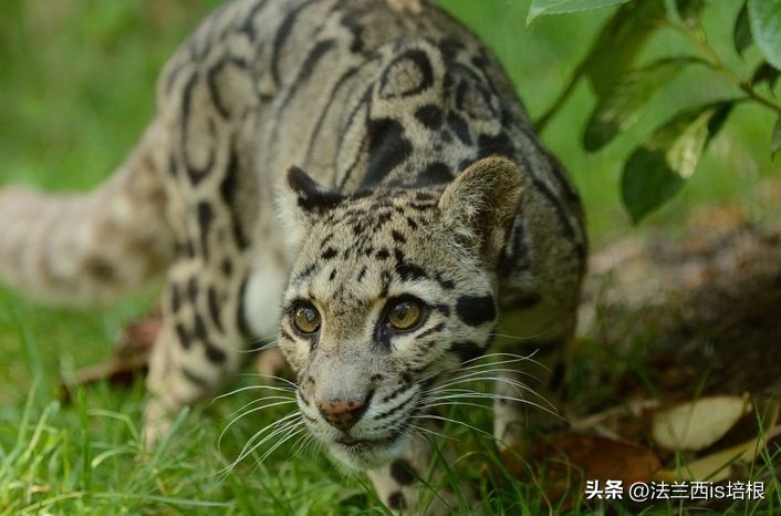 中国最难人工繁育的动物,我国濒危的豹