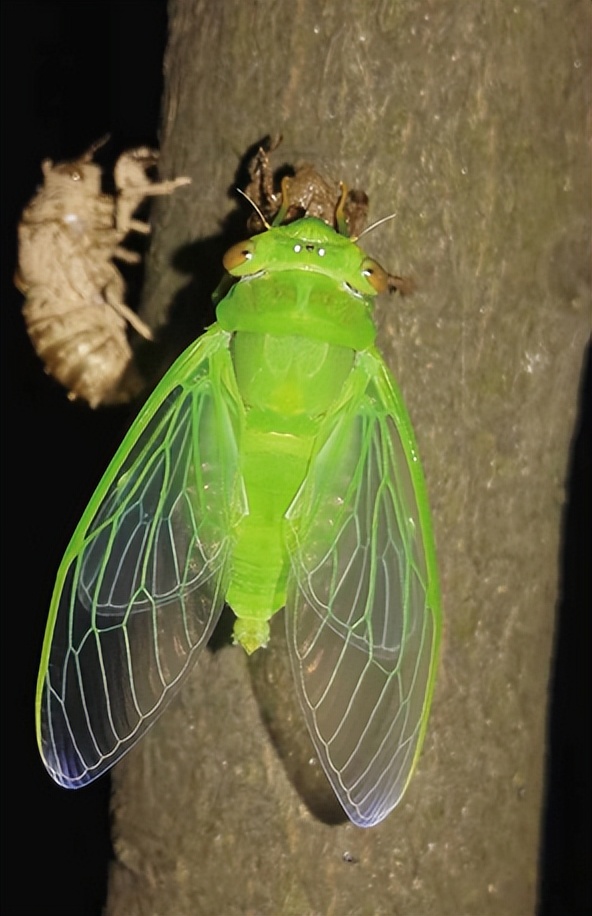 昆虫为什么喜欢紫光灯,夜晚用灯诱昆虫