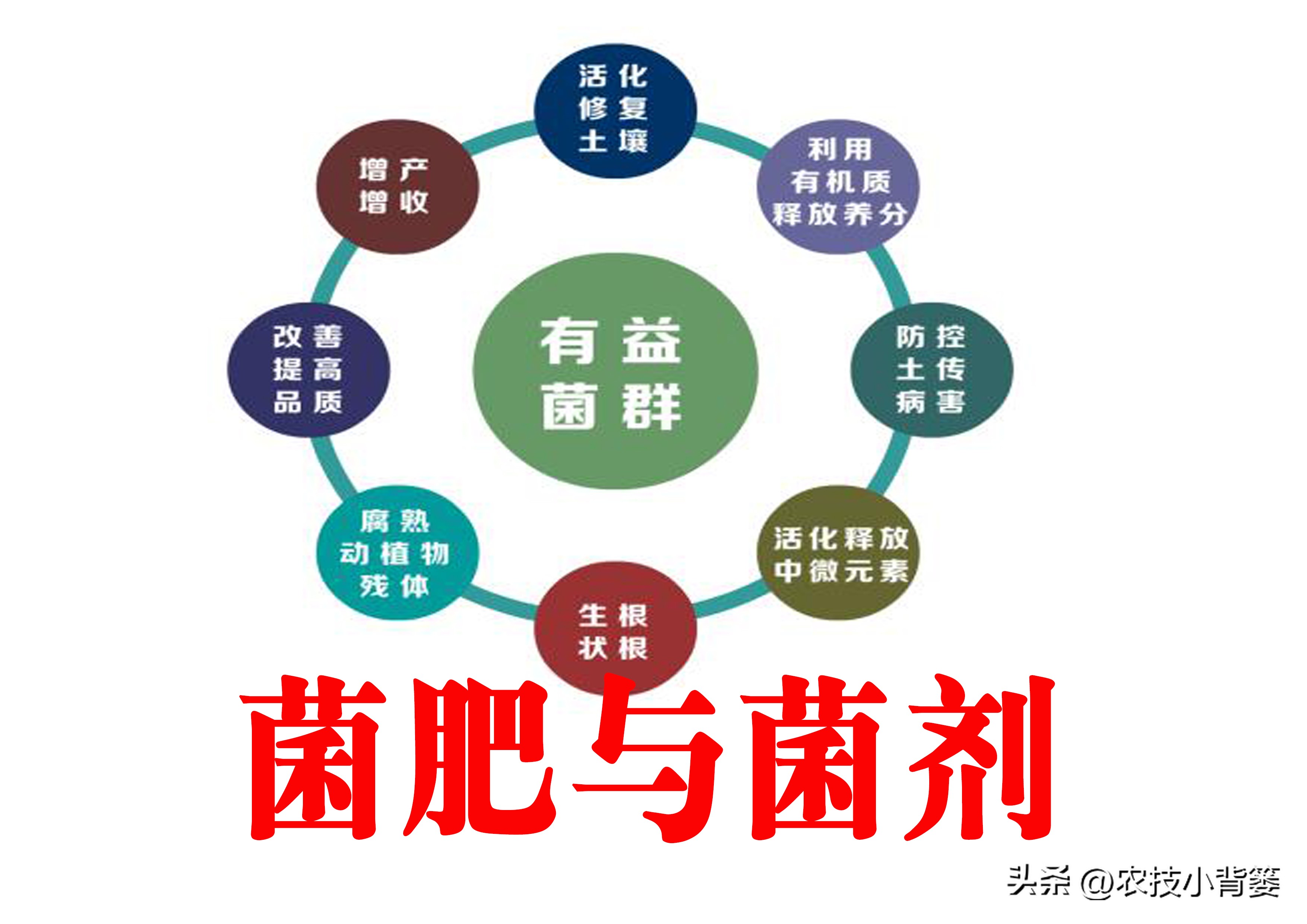 微生物菌肥的正确使用,微生物菌剂与菌肥区别是什么