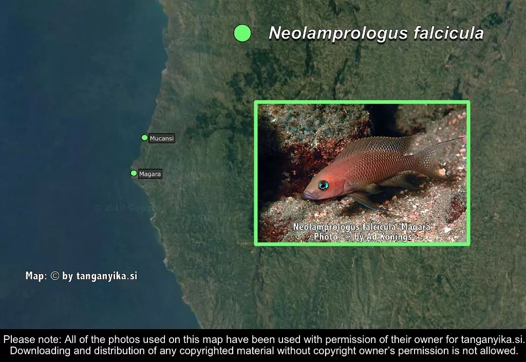 三湖慈鲷杂鲷品种图鉴大全,三湖慈鲷最好看的十种马鲷