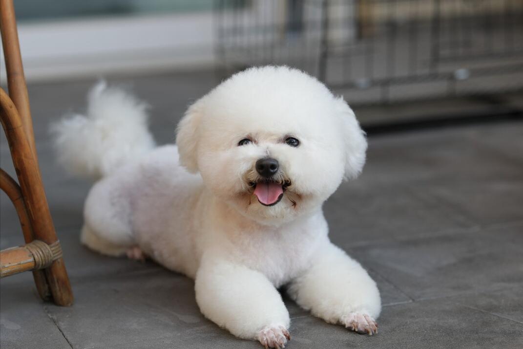 卷毛比熊犬的优缺点,花比熊犬的9大优缺点