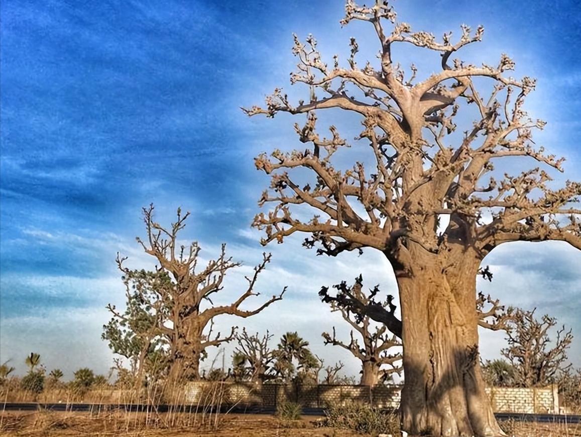 塞内加尔旅游真实感受,一起来看看真实的古巴