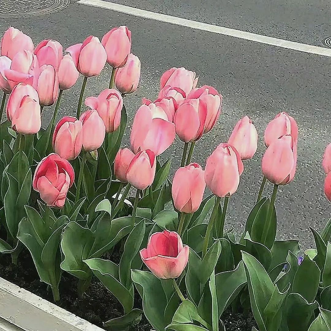 背景图ins风鲜花,ins复古黑色鲜花壁纸
