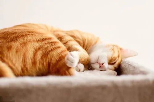 猫会梦到什么呢,猫睡觉都在梦什么
