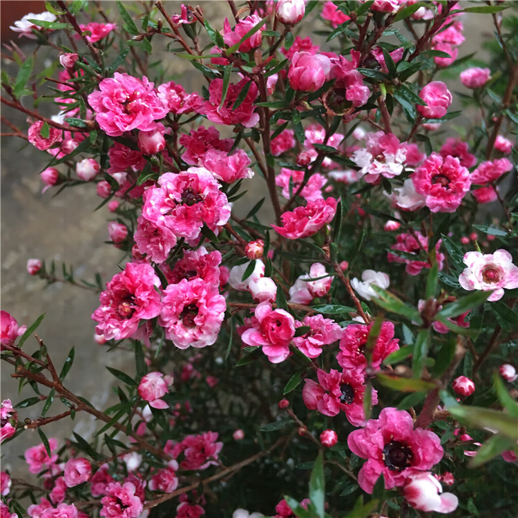 6种年宵花现在买最省钱,年宵花怎么养才旺财