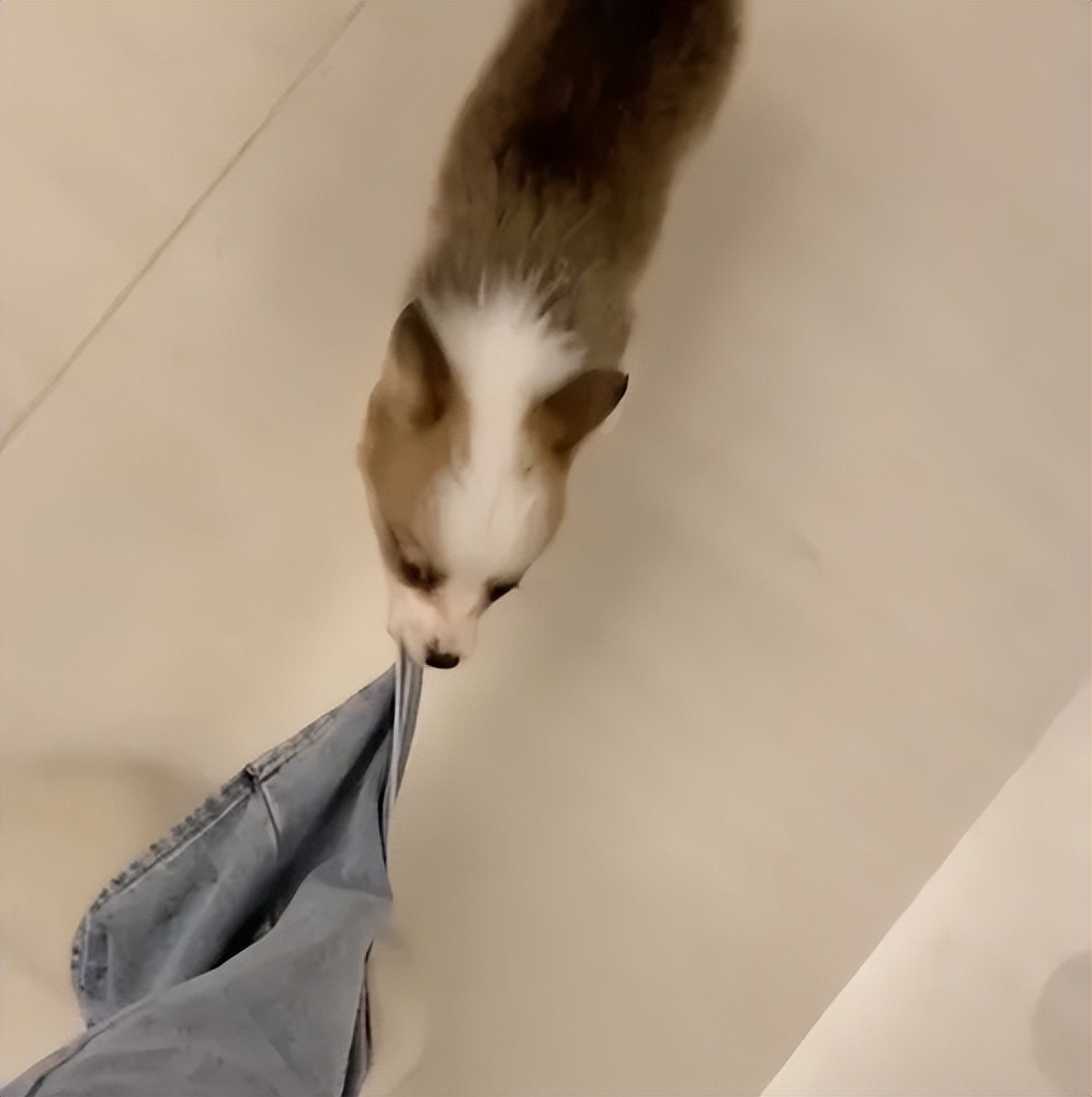 幼犬啃脚趾,幼犬咬手咬脚行为纠正方法