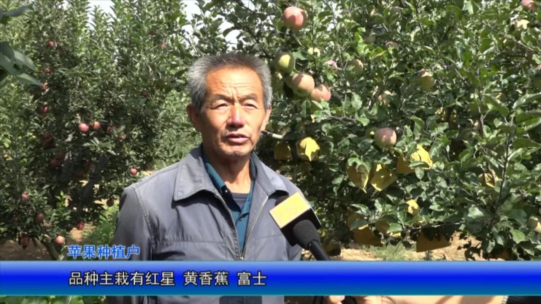 汾州大地沃野生金秋收忙颗粒归仓产量丰