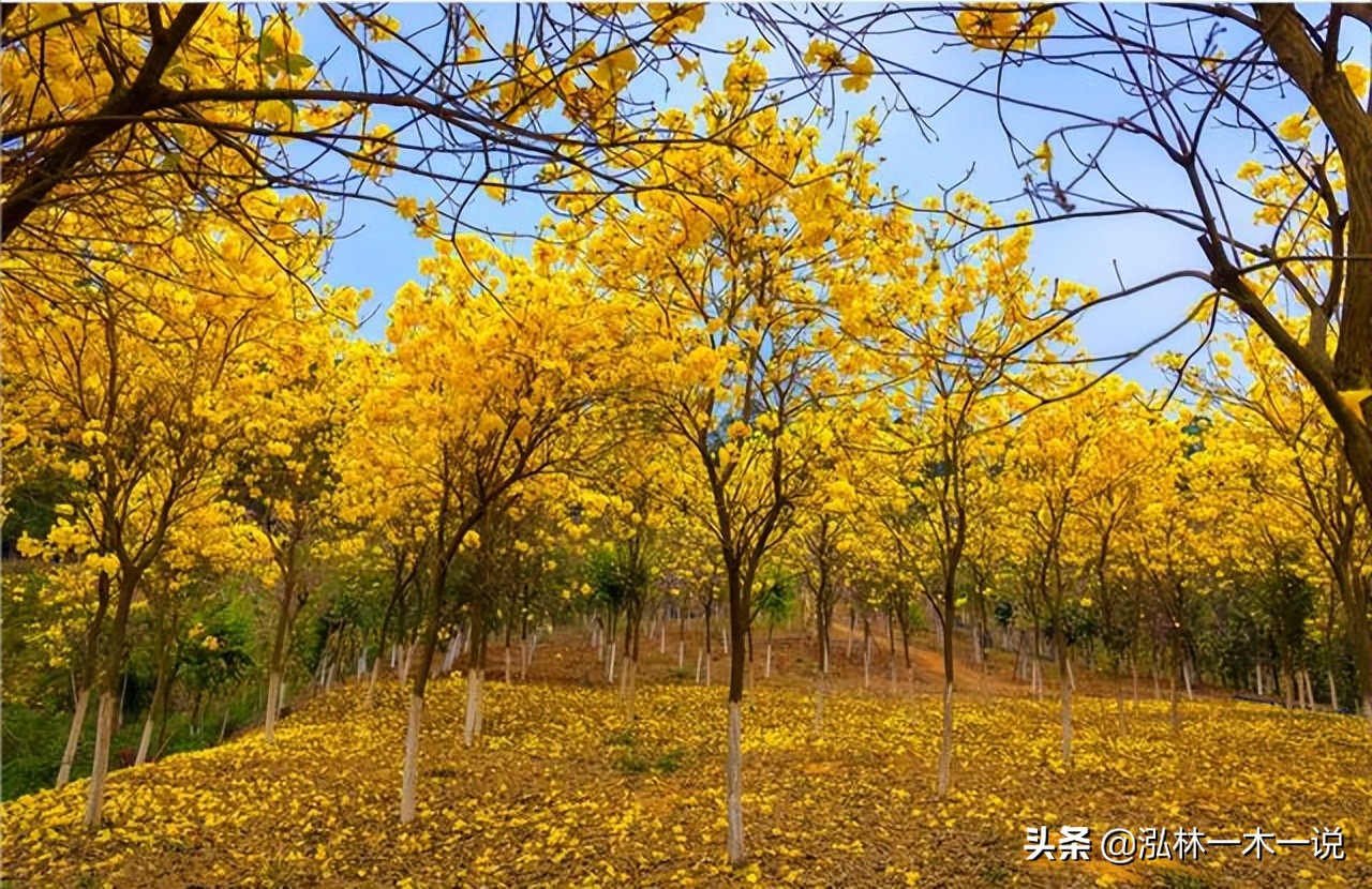 满城尽带黄金甲英文,满城尽带黄金甲美声
