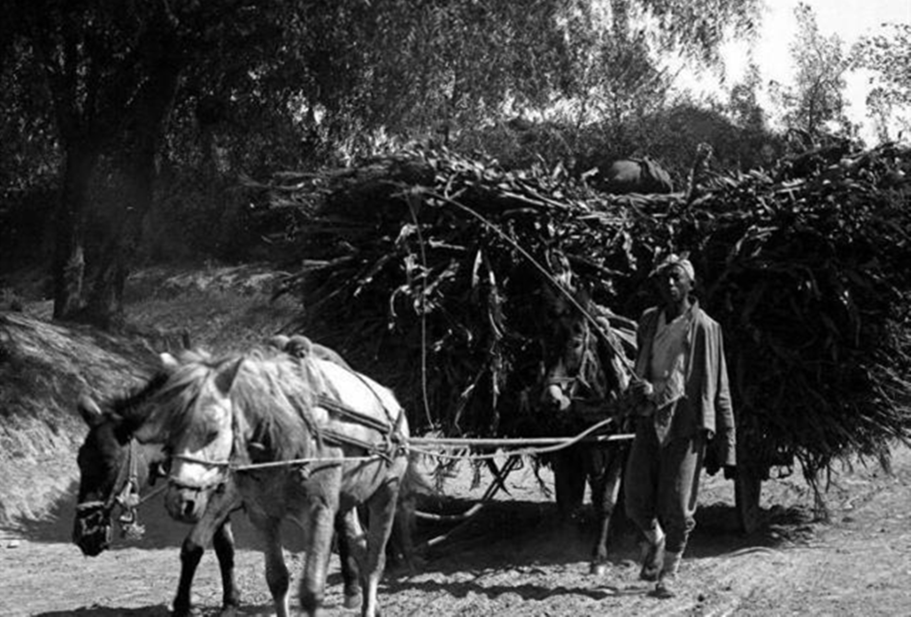 汉奸张本政怎么被抓的,张本政得到哪个天皇接见