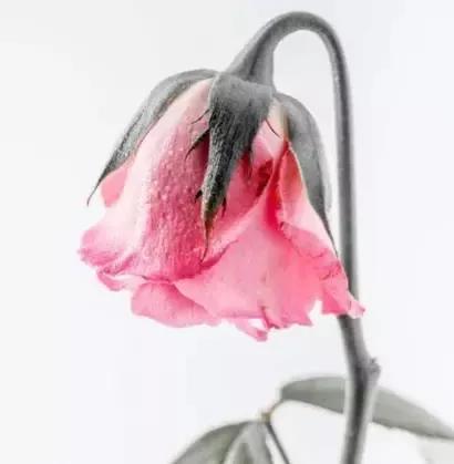 网易云音乐的爱情句子,网易云句子简短伤感爱情