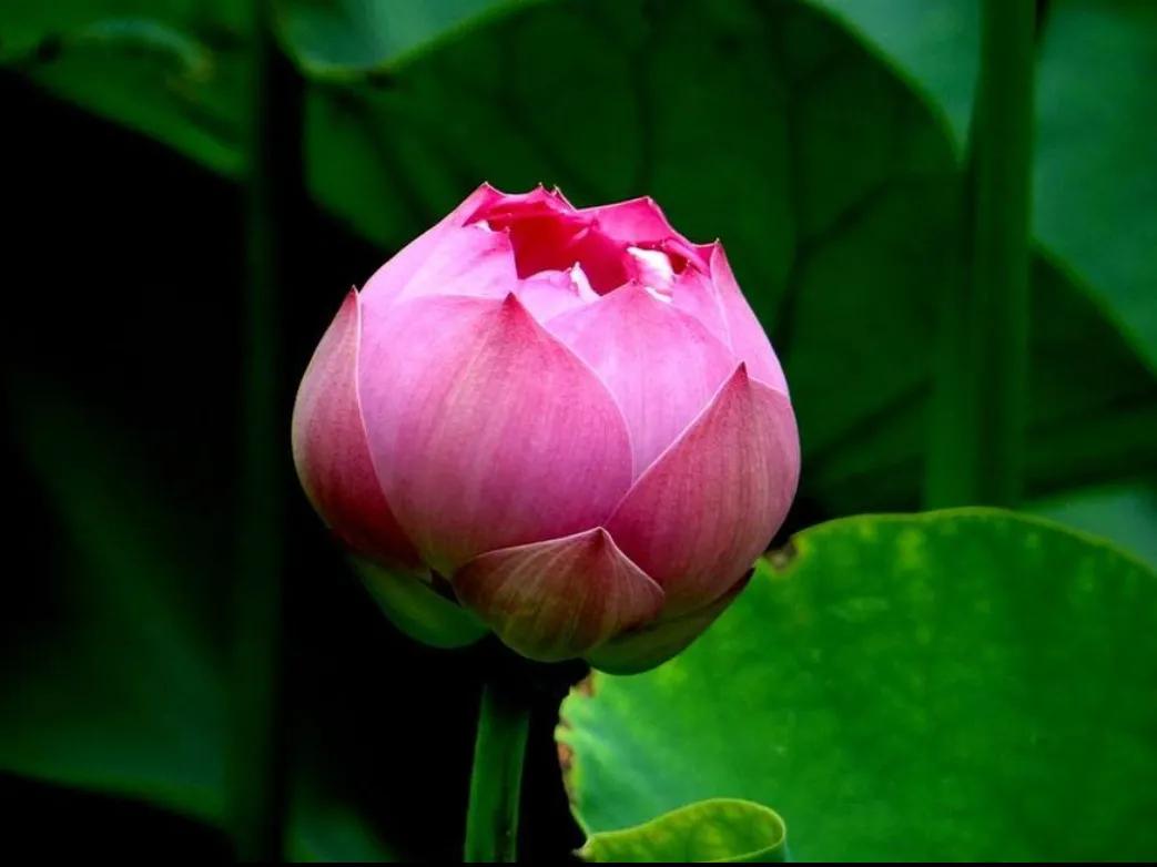 春夏之交，越来越多的花含苞欲放，这一百种娇媚蓓蕾真是美不胜收