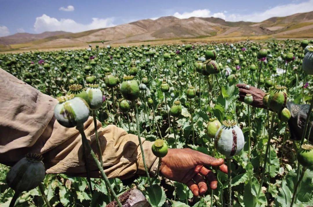 *洛因海**有多可怕？这部尘封28年的央视禁毒大片，告诉你答案