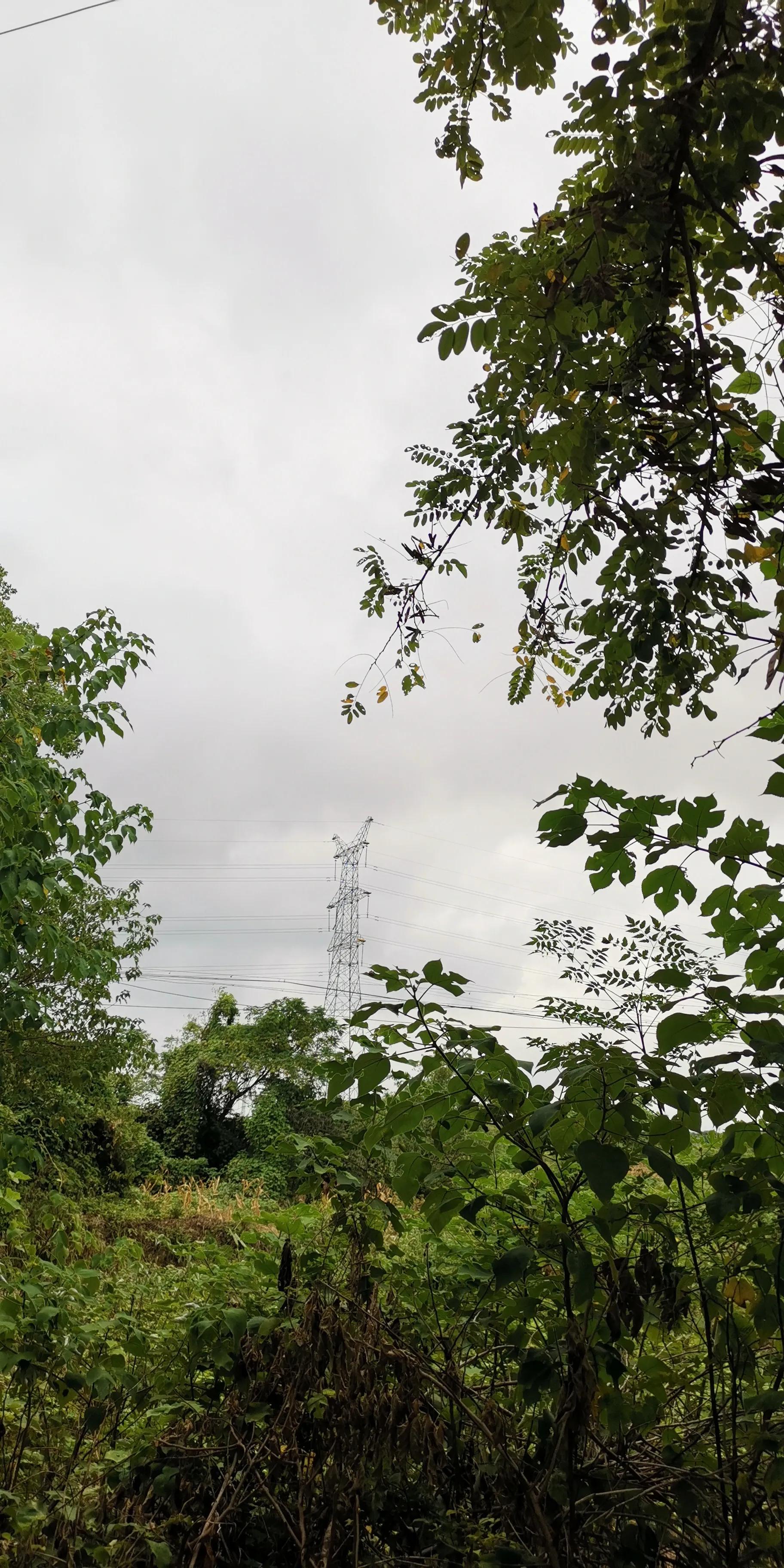 越战之超级巨蟒传说