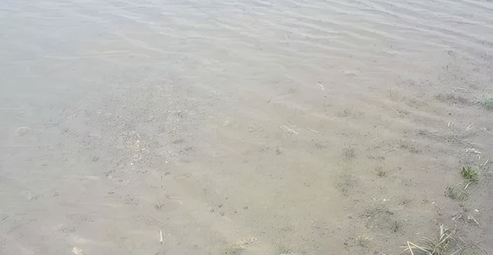 小瓜虫爆发如何快速处理,小瓜虫最好的克星