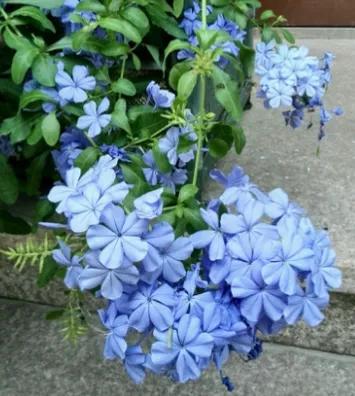 生长在衣服上的雪花,生长在热带草原的植物