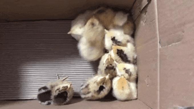 通过孵蛋学到了什么,第一次尝试孵蛋