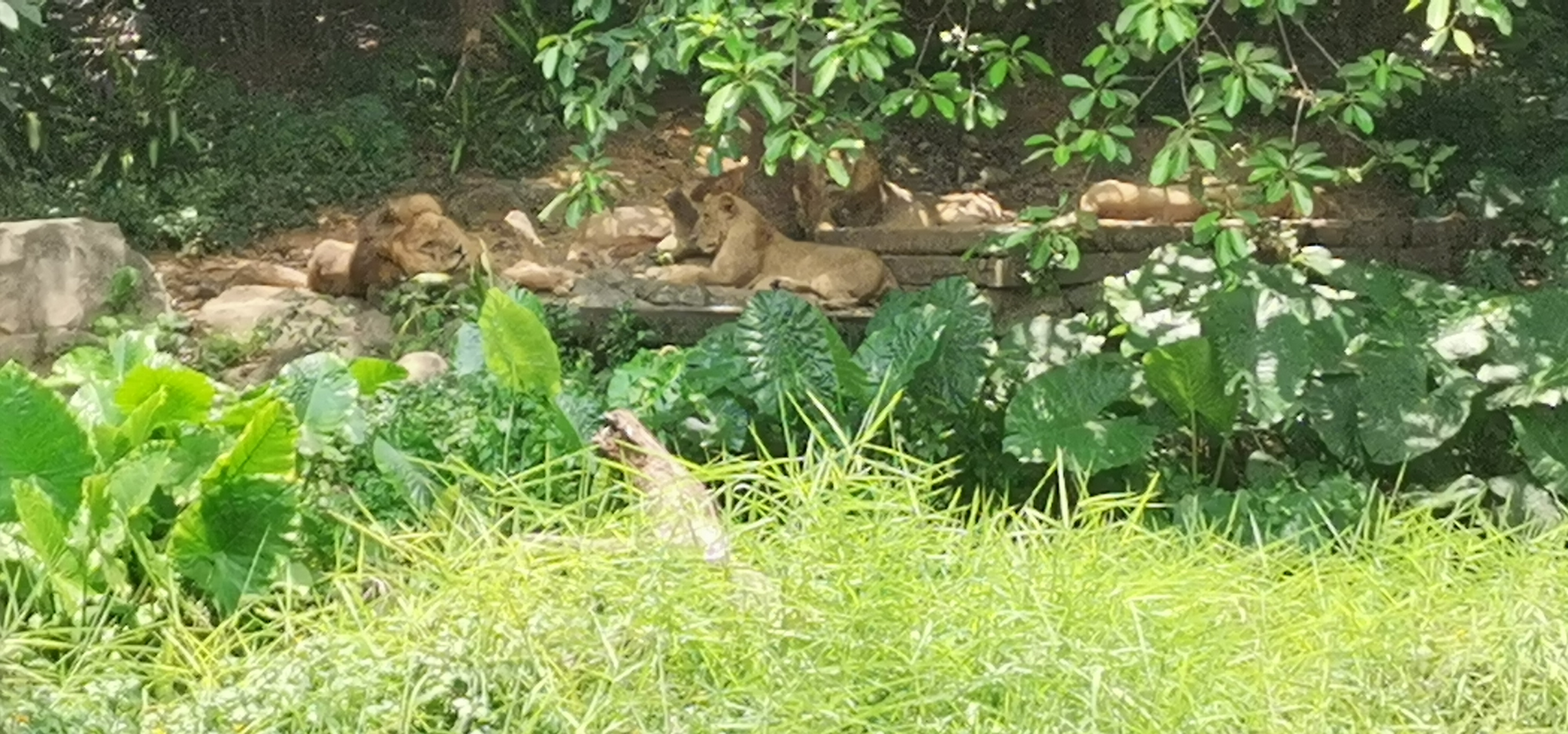 广州长隆动物园游记800字,广州长隆游记手抄报图文