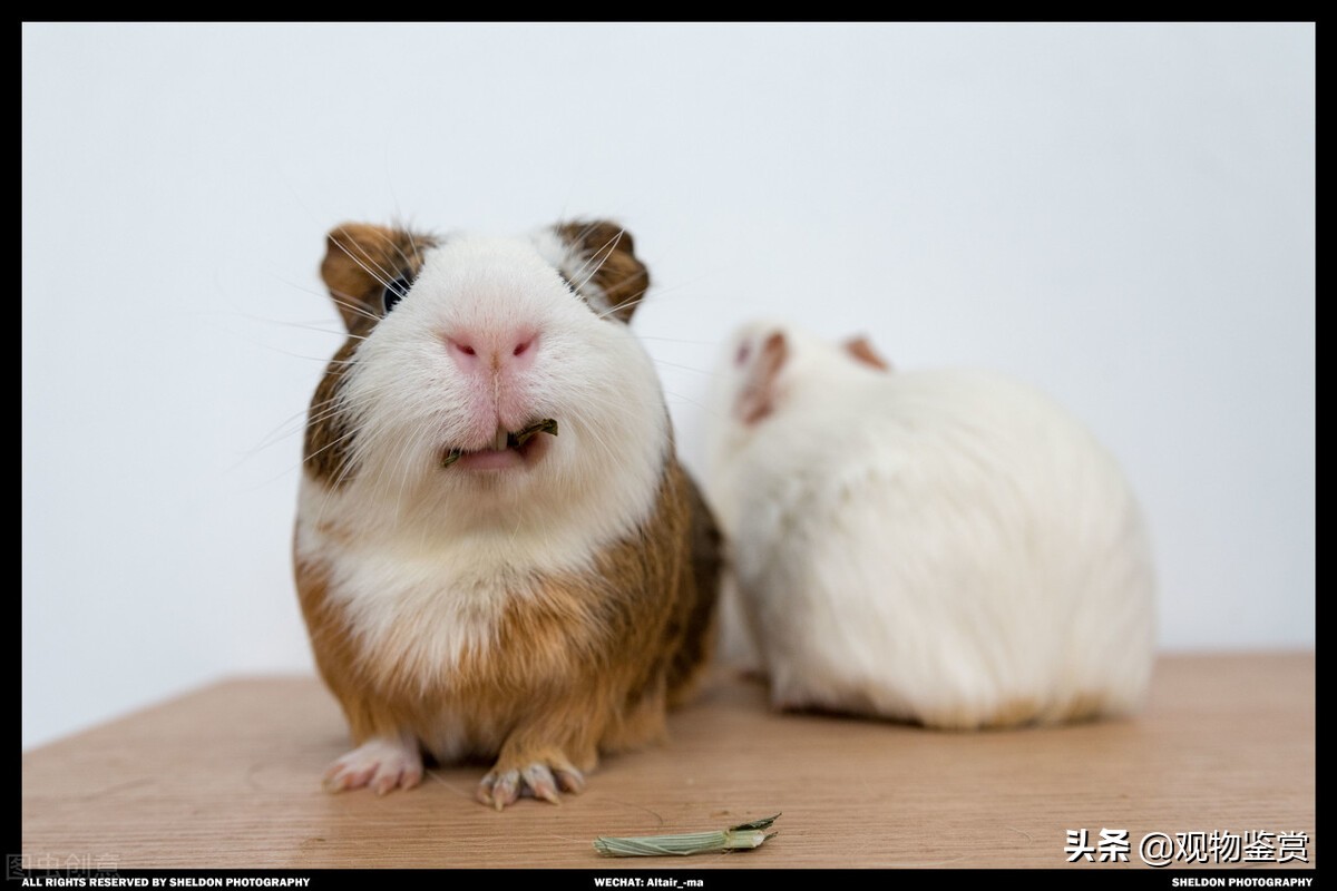 荷兰猪宠物第几只可爱,荷兰猪宠物怎么样