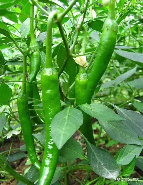 辣椒三落指的是什么,辣椒三落是什么