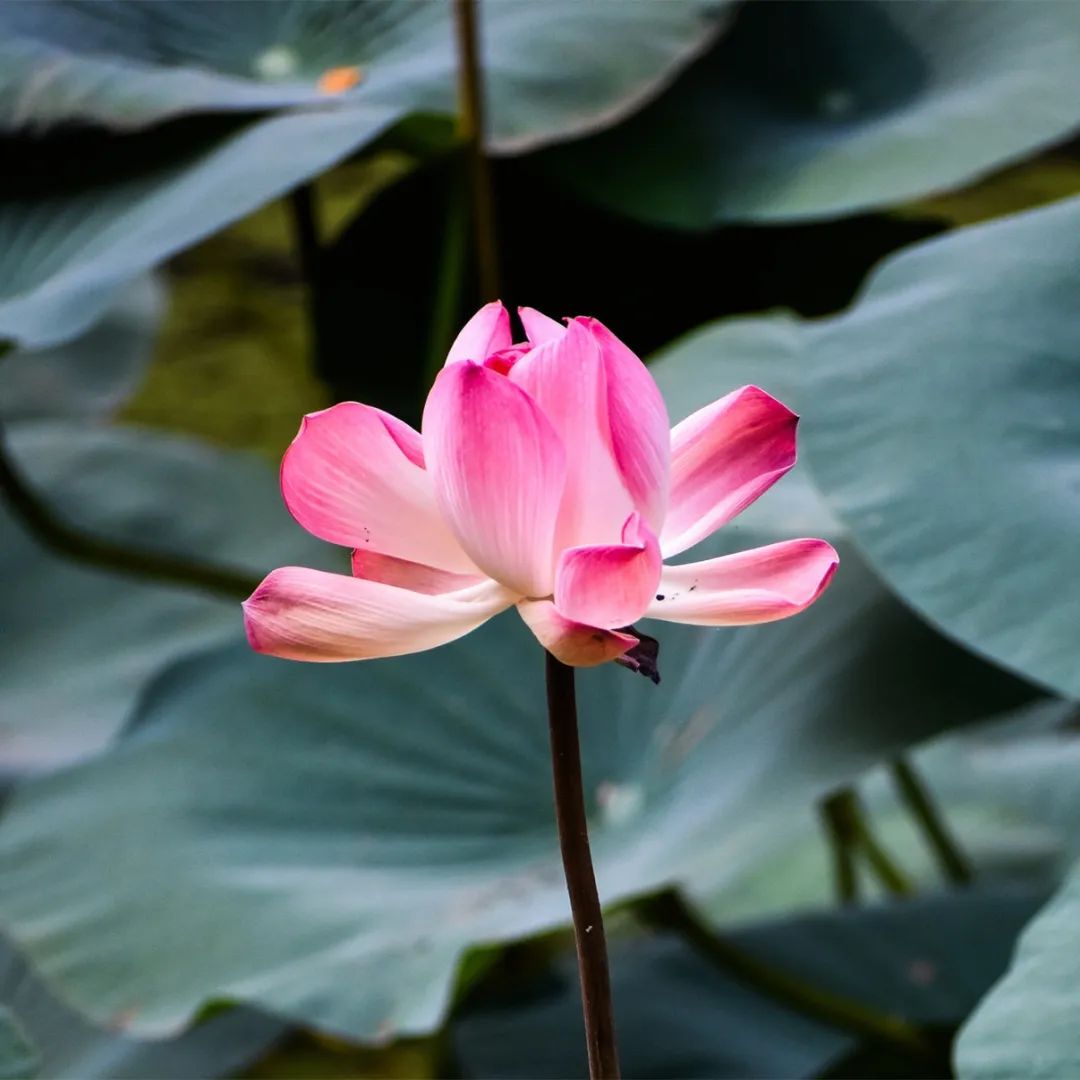描写夏天的著名古诗词名句,立夏100首古诗词带你感受夏天