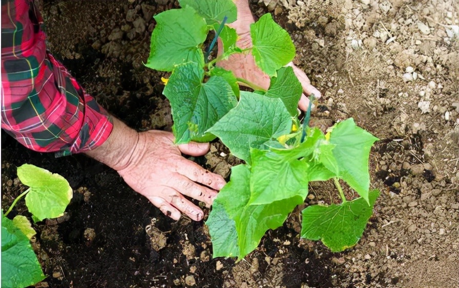 黄瓜半个月没出苗是咋回事,黄瓜种出来老不长得什么病