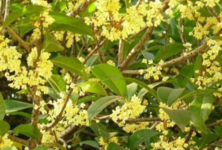 卧室盆栽一年四季都香,室内四季很香的盆栽