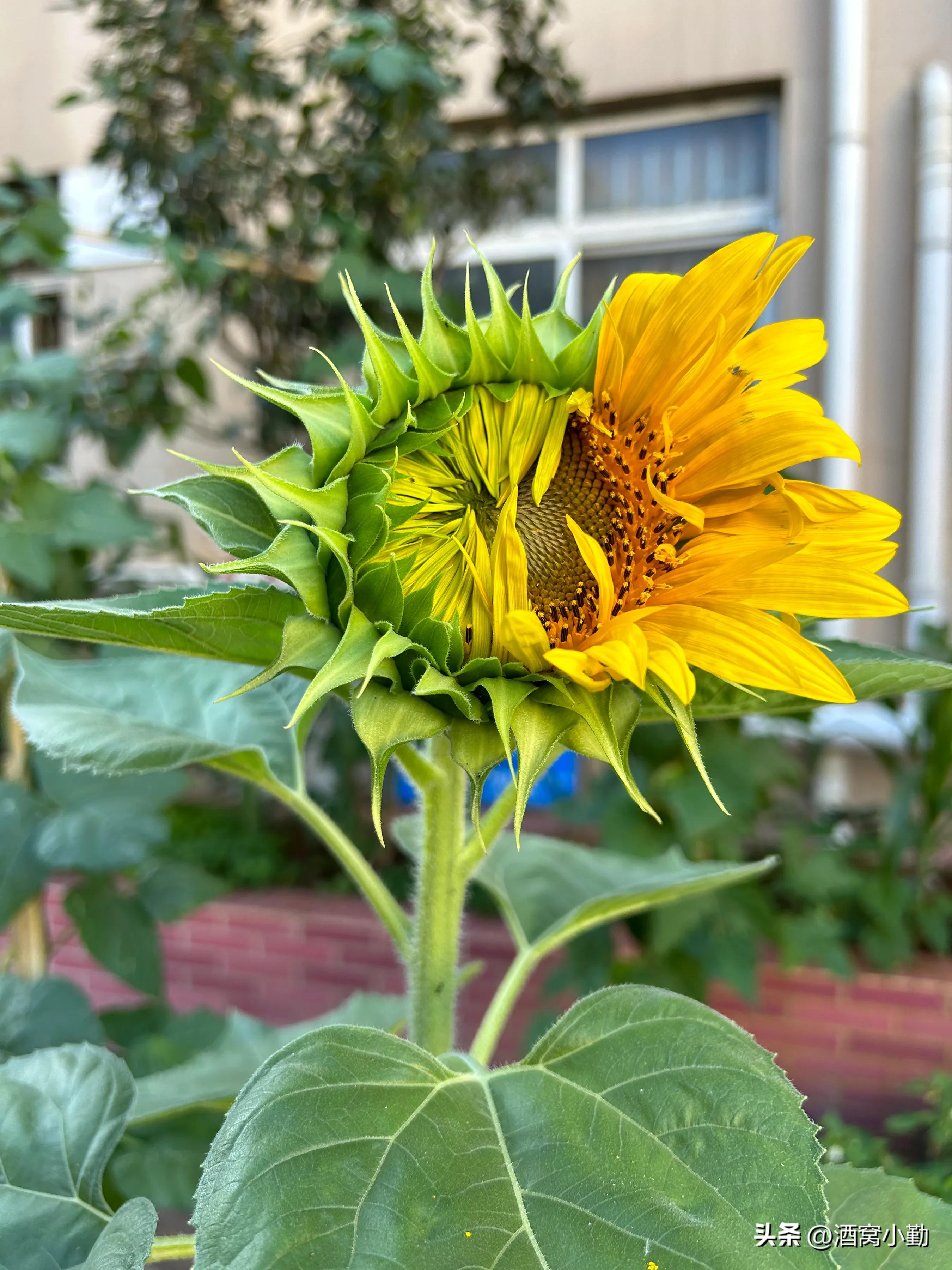 我的头条怎么没有头条活动列表,为啥我的头条找不到创作活动