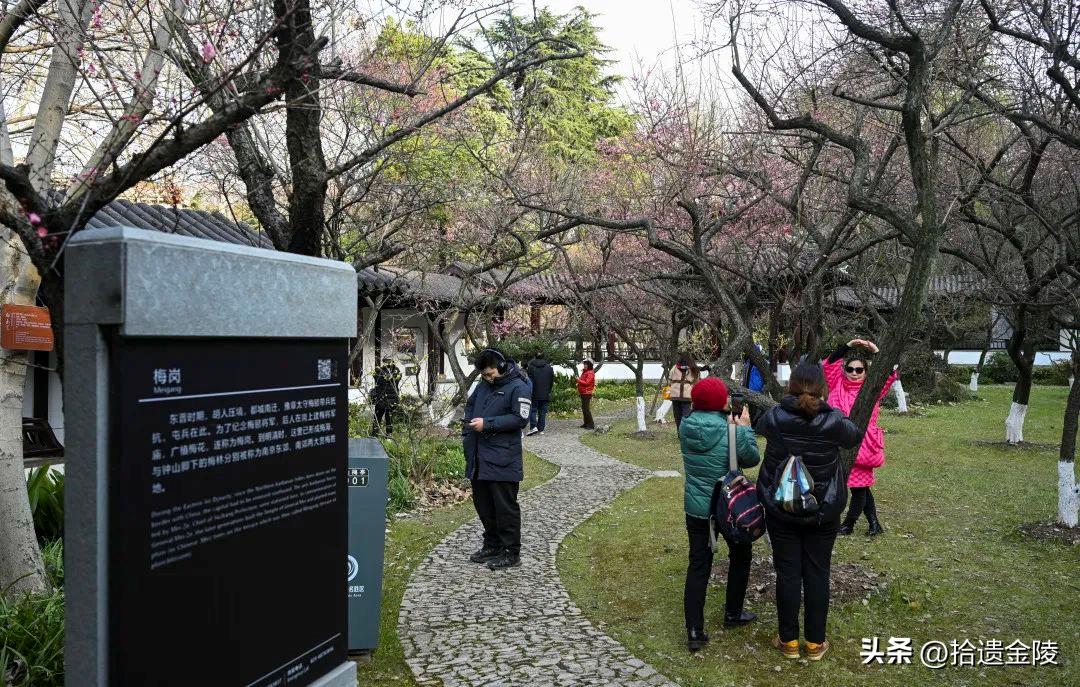 南京红梅花价格,南京的梅花是什么样的