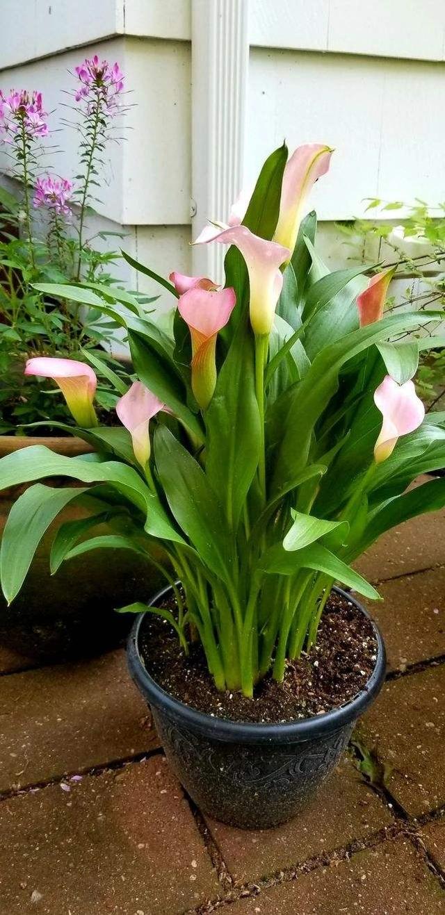 养水牛种什么草最好养,高温下雨后养兰花