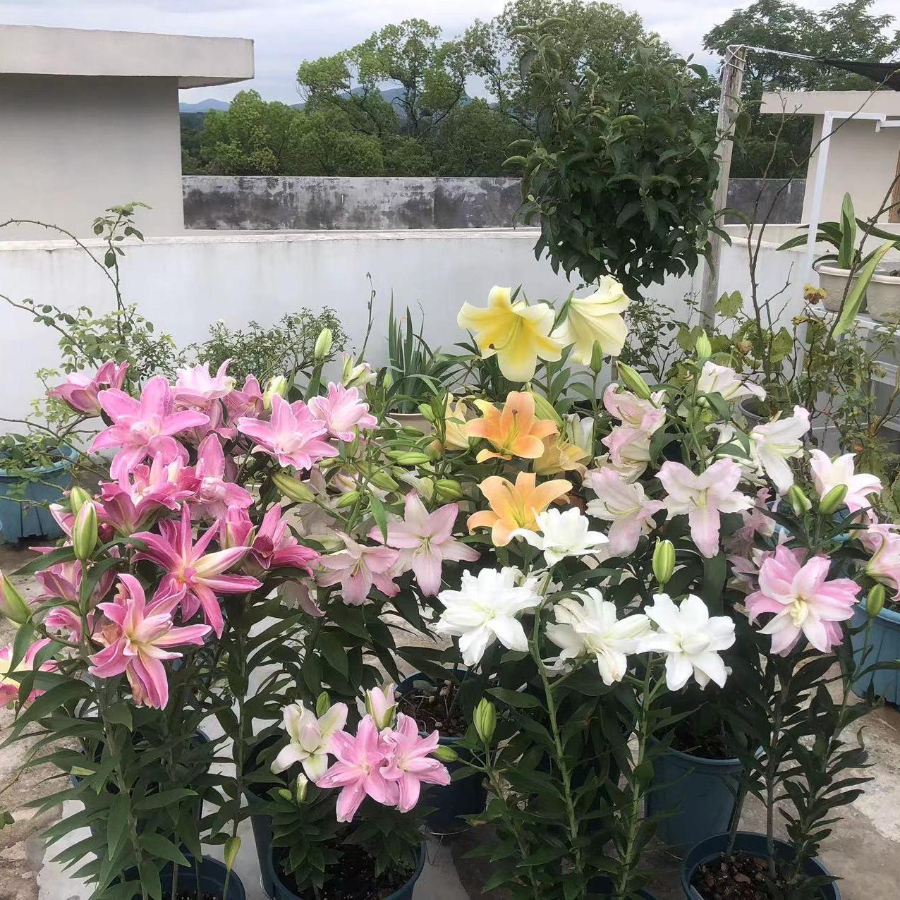 植物的叶子变黄了,植物色彩的多样性原因及图片