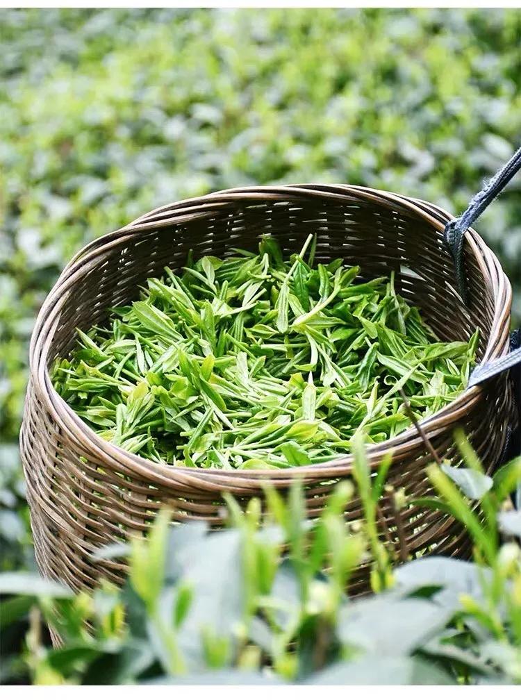 安康紫阳茶有什么牌子,安康富硒茶和紫阳茶哪个好