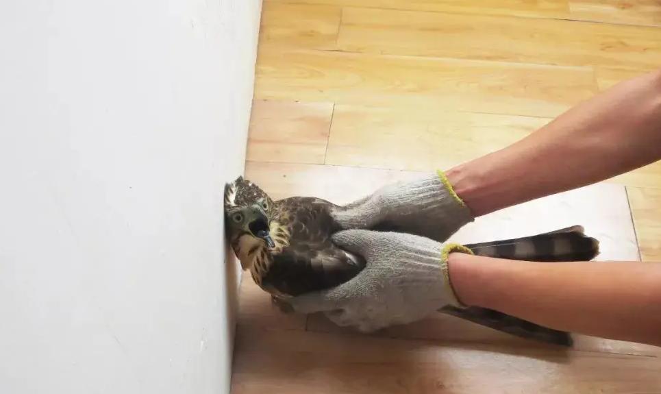 2017年商贩买了只怪鸟，卖150元都没人要，被抓才知是牢底坐穿鸟