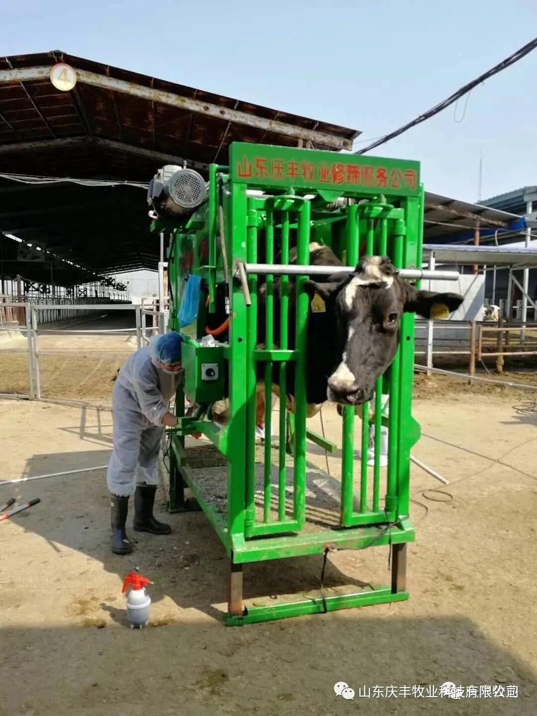 养牛知识：牛腐蹄病怎么治疗？这些方法很实用