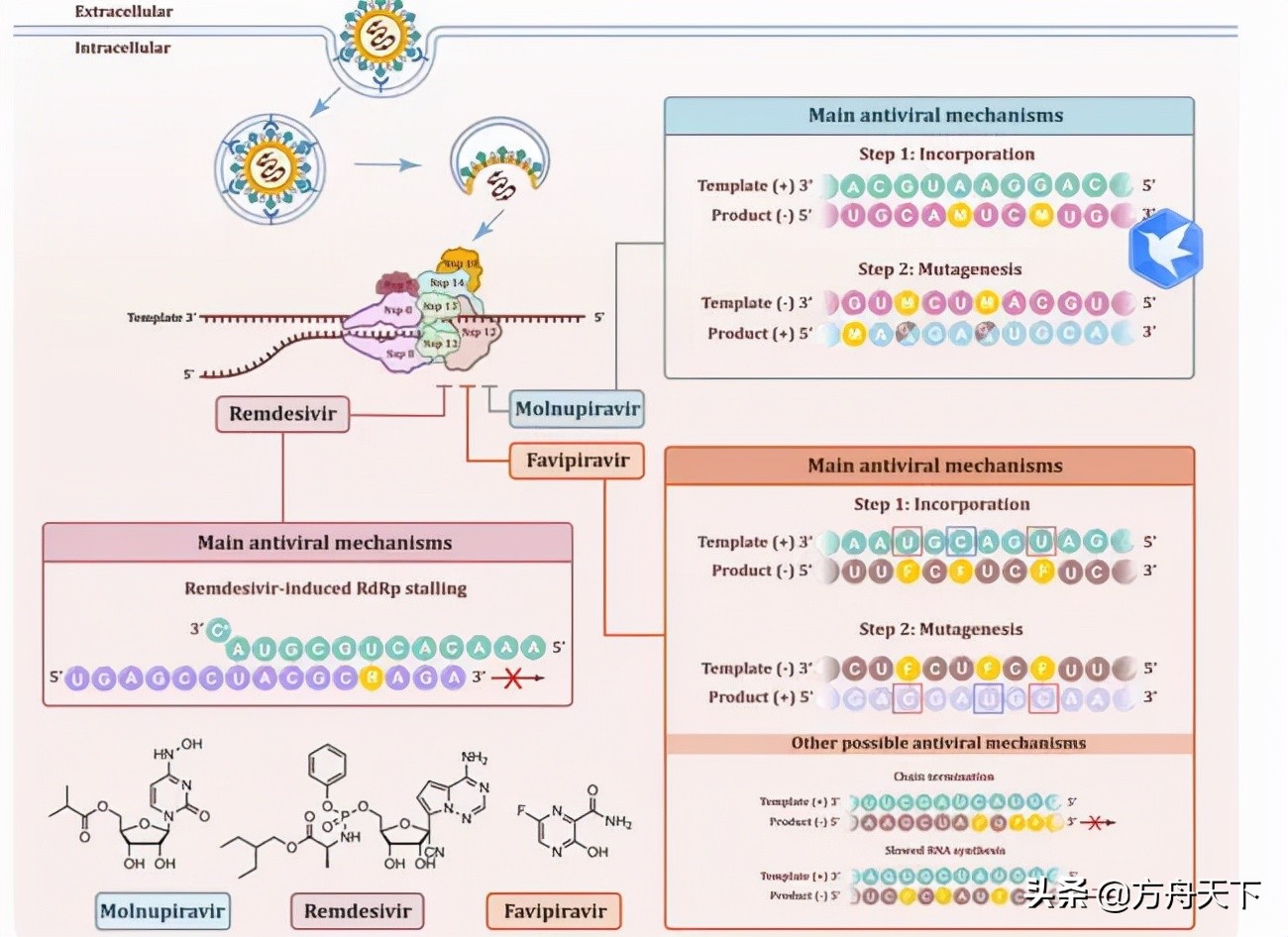 好消息新冠肺炎特效药,好消息新冠特效药真的来了