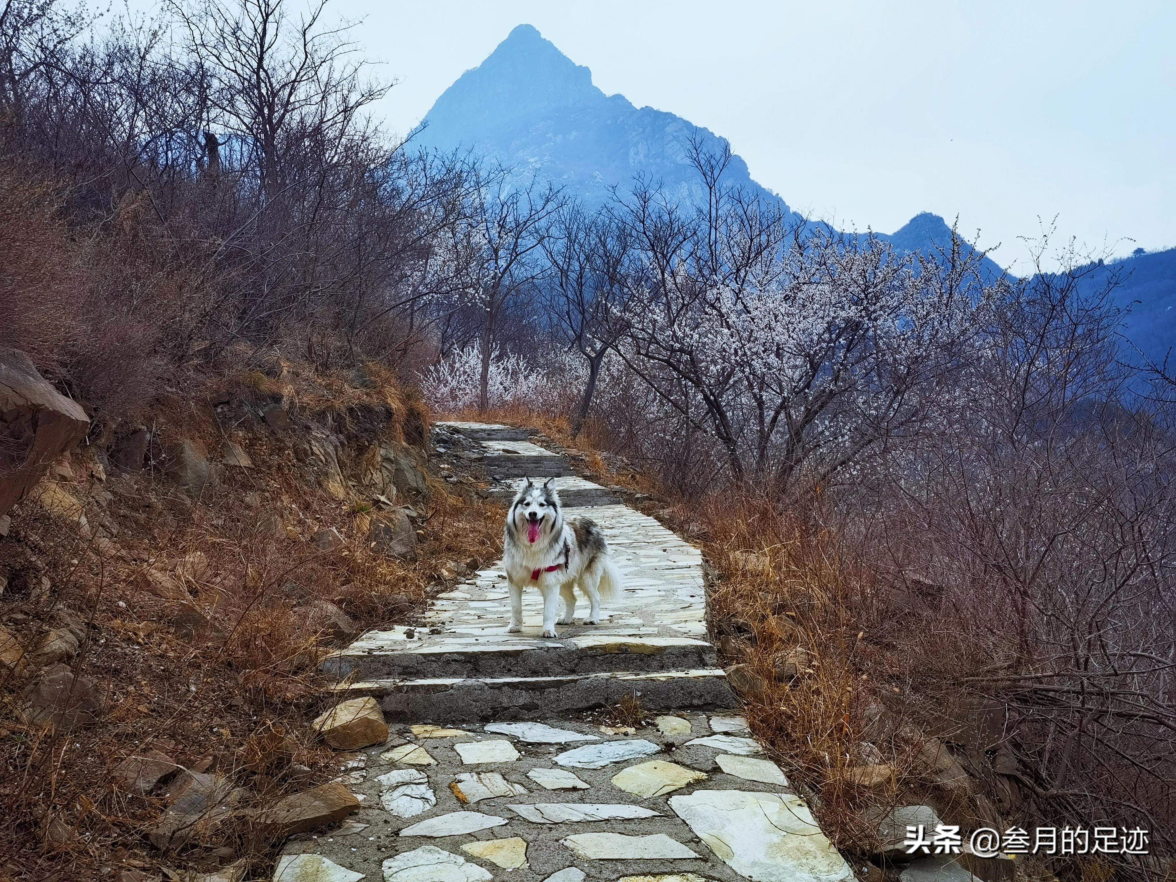 房山良乡踏春,最新房山踏春