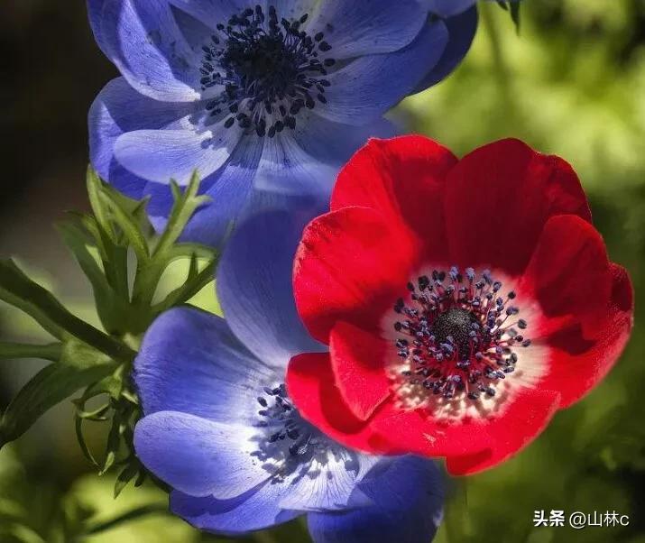 鲜花五彩缤纷争奇斗艳,最美鲜花一年四季都在争艳怒放