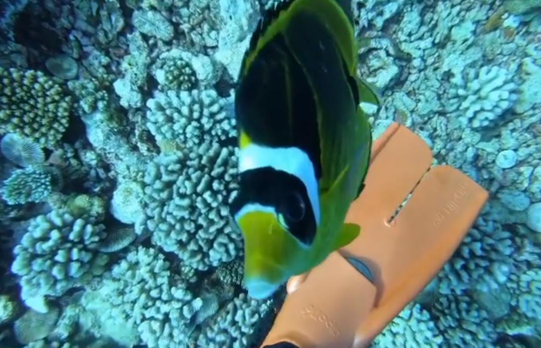 国外美女姐姐海里偶遇一只小鱼，竟引发神奇友谊！网友：前世情人