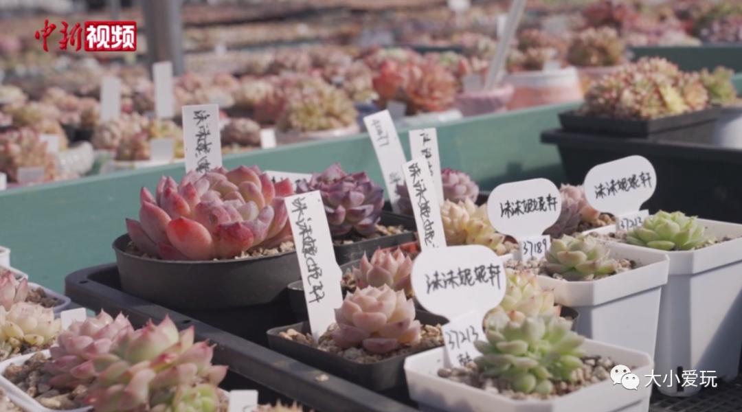 看了这些听都没听过的新兴职业,老母亲不淡定了