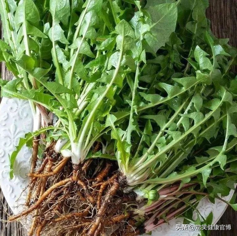 春天值得尝的4种野菜新鲜又营养,春天必吃四种野菜