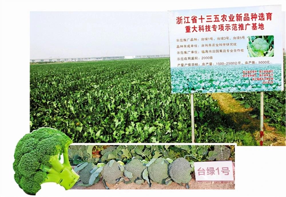 自己培育西兰花种子打破国外垄断,西兰花种子垄断