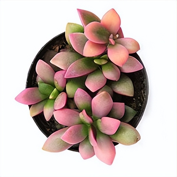 102个大类近500个多肉植物图片，都极其美丽，建议在家中也养一盆