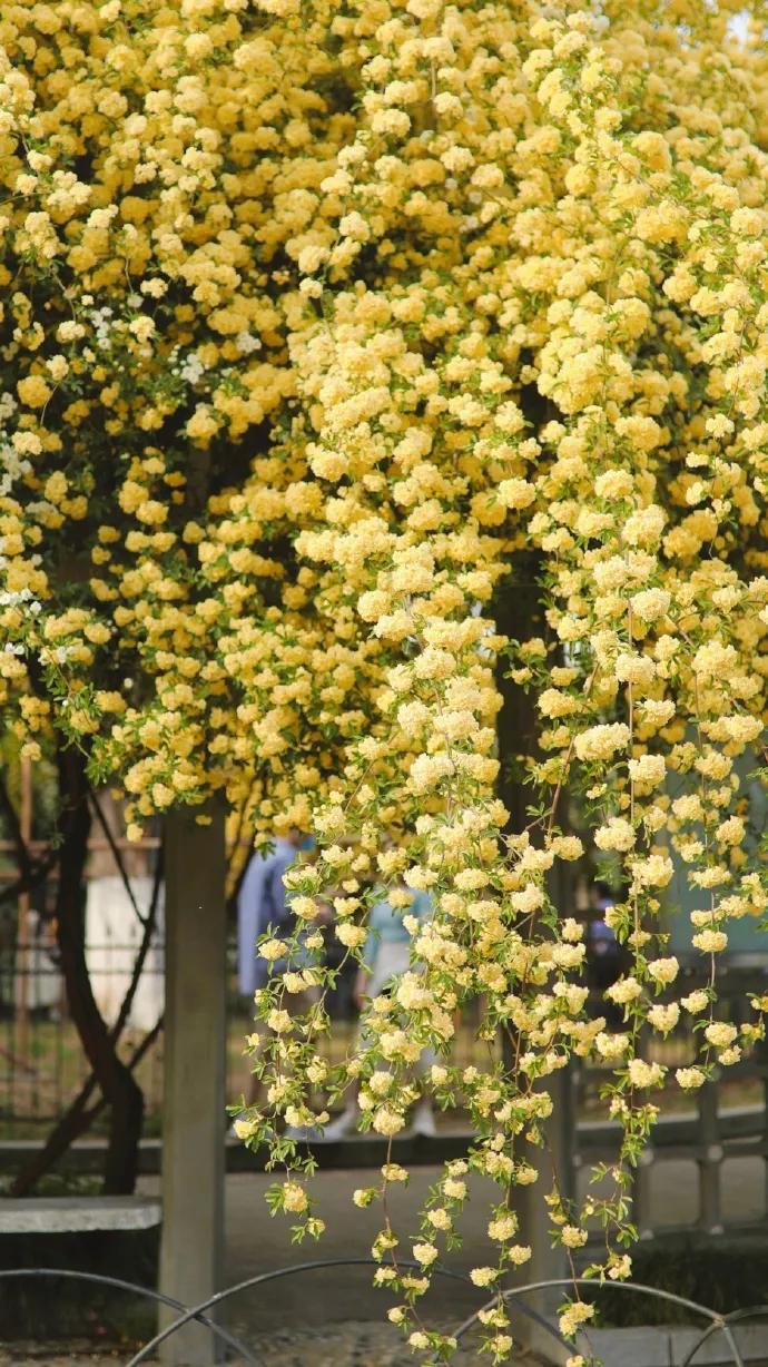 黄色系花朵壁纸,白色郁金香花田壁纸