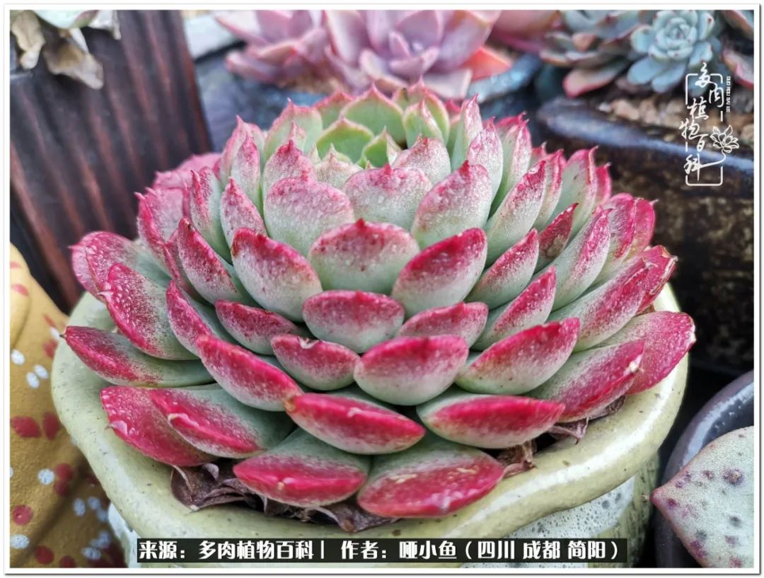 看世间繁华品一生,看世间繁华品人生美味