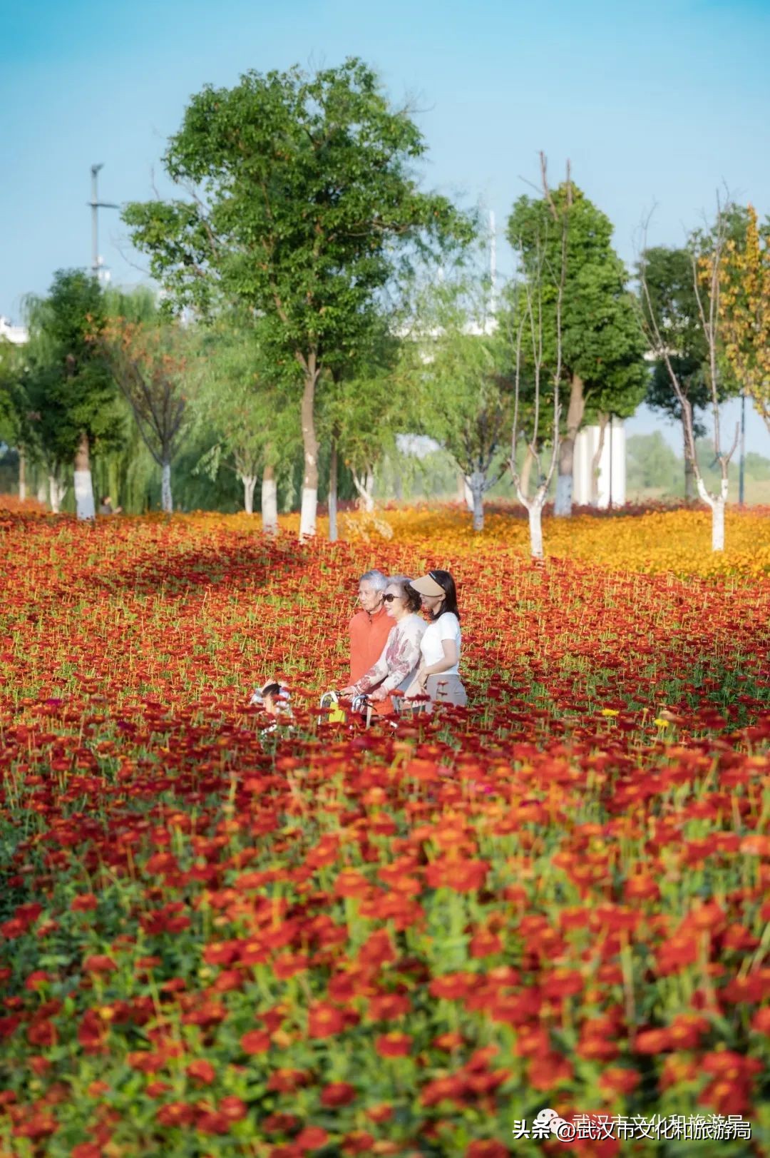 汉口江滩即将迎来百亩花田花海,汉口江滩紫色花海