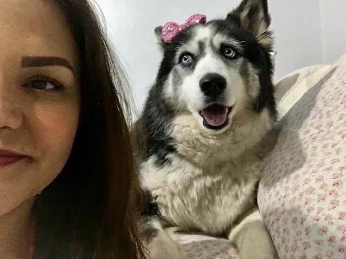 黑心狗厂逼迫反复生育至瘫痪的哈士奇，被拯救后活成了小公主